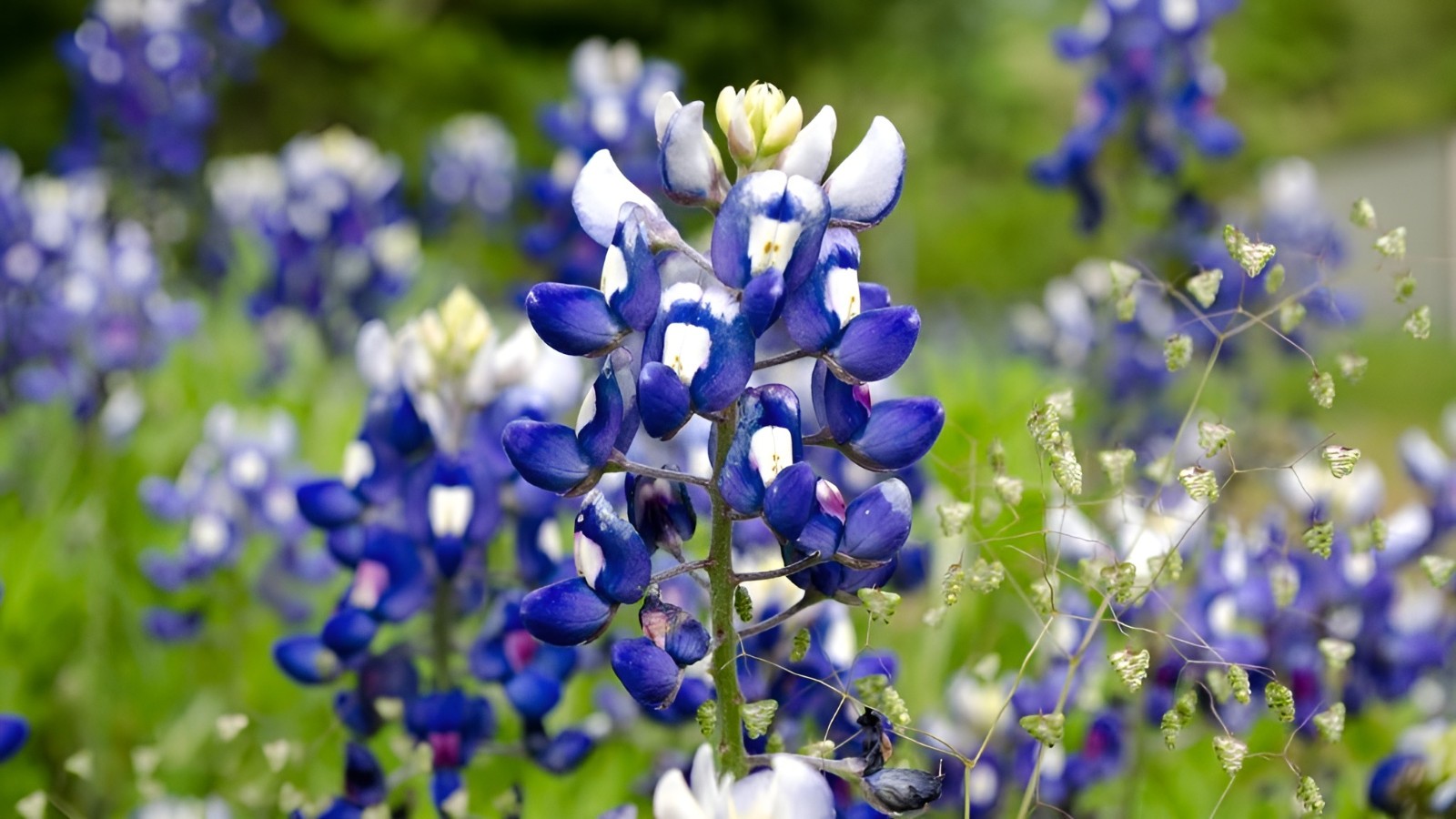 75 Texas Bluebonnet Seeds – Heirloom NonGMO Stunning Blue Texas Wildflower