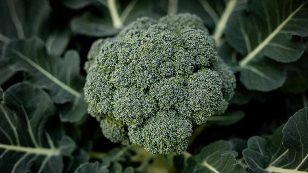 Broccoli Seeds- Waltham 29,”COOL BEANS N SPROUTS” Brand. Home Gardening.