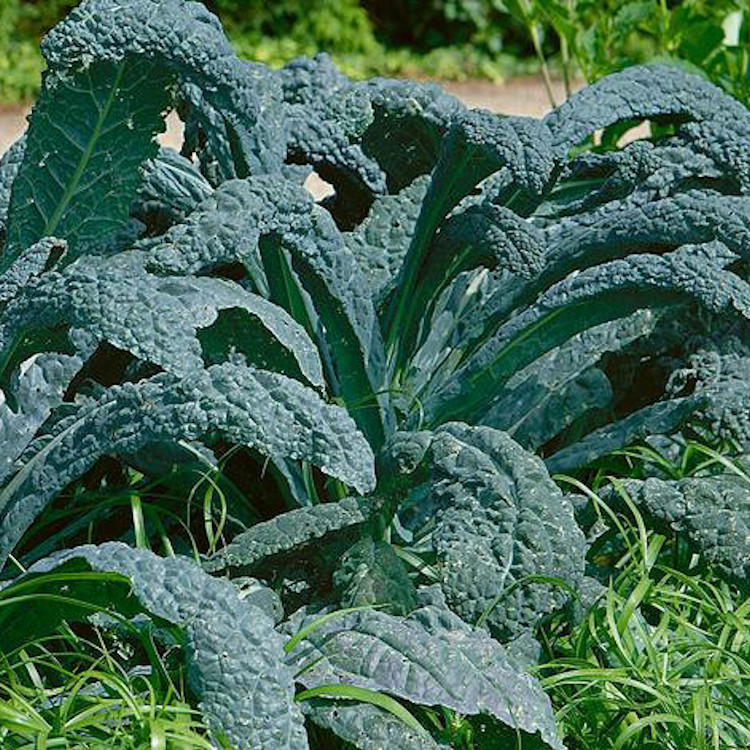 500 Lacinato Kale Seeds – Non-GMO Heirloom Free Shipping