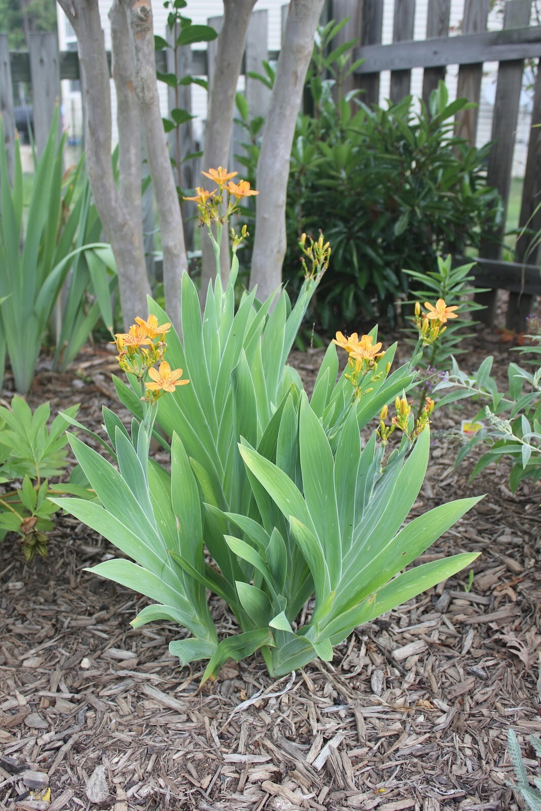 Iris Domestica / Belamcanda Chinensis 150 Seeds, Blackberry Herb or Leopard Lily