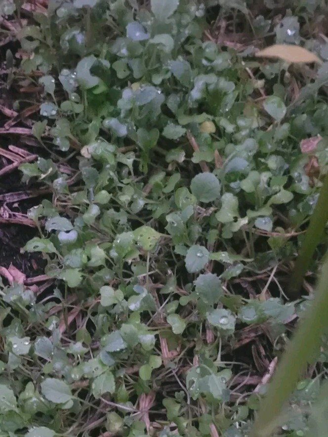 100+ Collard Green Seeds forPlanting Georgia Collard Greens Hi Yield Great Taste