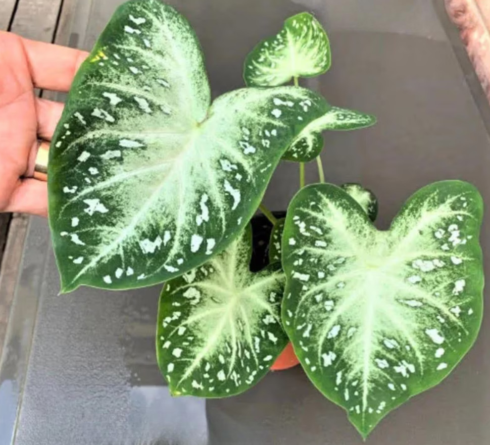 Caladium ‘Stardust’ – Size #2 Bulbs (8 Bulbs, 1 to 1.5 inches)