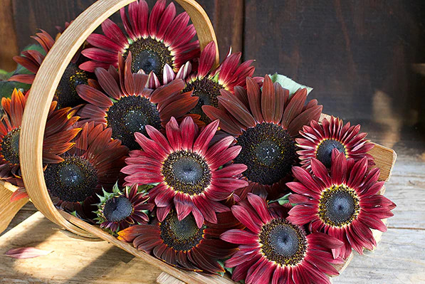 50+ Chocolate Cherry Sunflower Seeds — Heirloom – Organic – NON GMO —— RARE