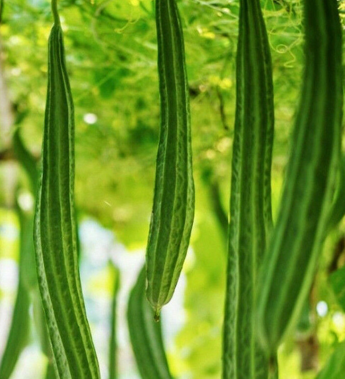 Bonanza Luffa Squash Seeds |Dodka Ridged Loofah Okra Snake Gourd Asian Seed 2024
