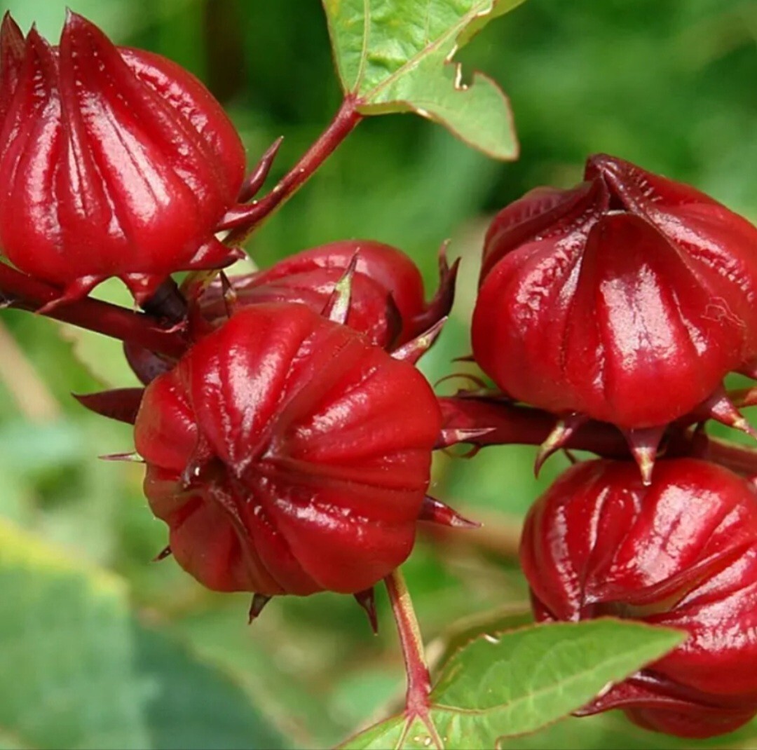 50 Roselle Seeds Jamaican Sorrel Seeds Florida Cranberry Hibiscus Sabdariffa