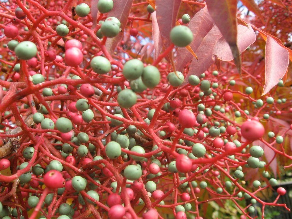 20 Chinese Pistachio Pistache, Pistacia chinensis Tree Seeds Hardy Bonsai Plant