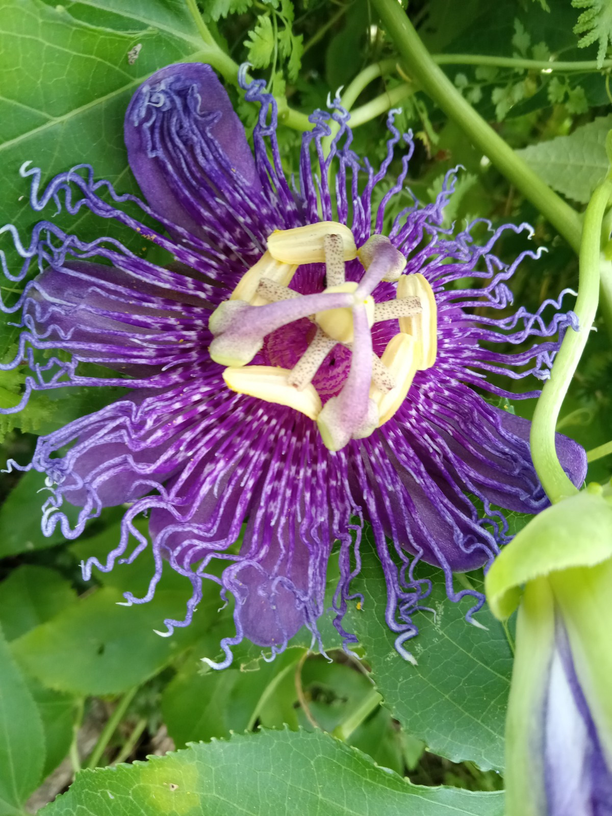 10 Maypop Seeds