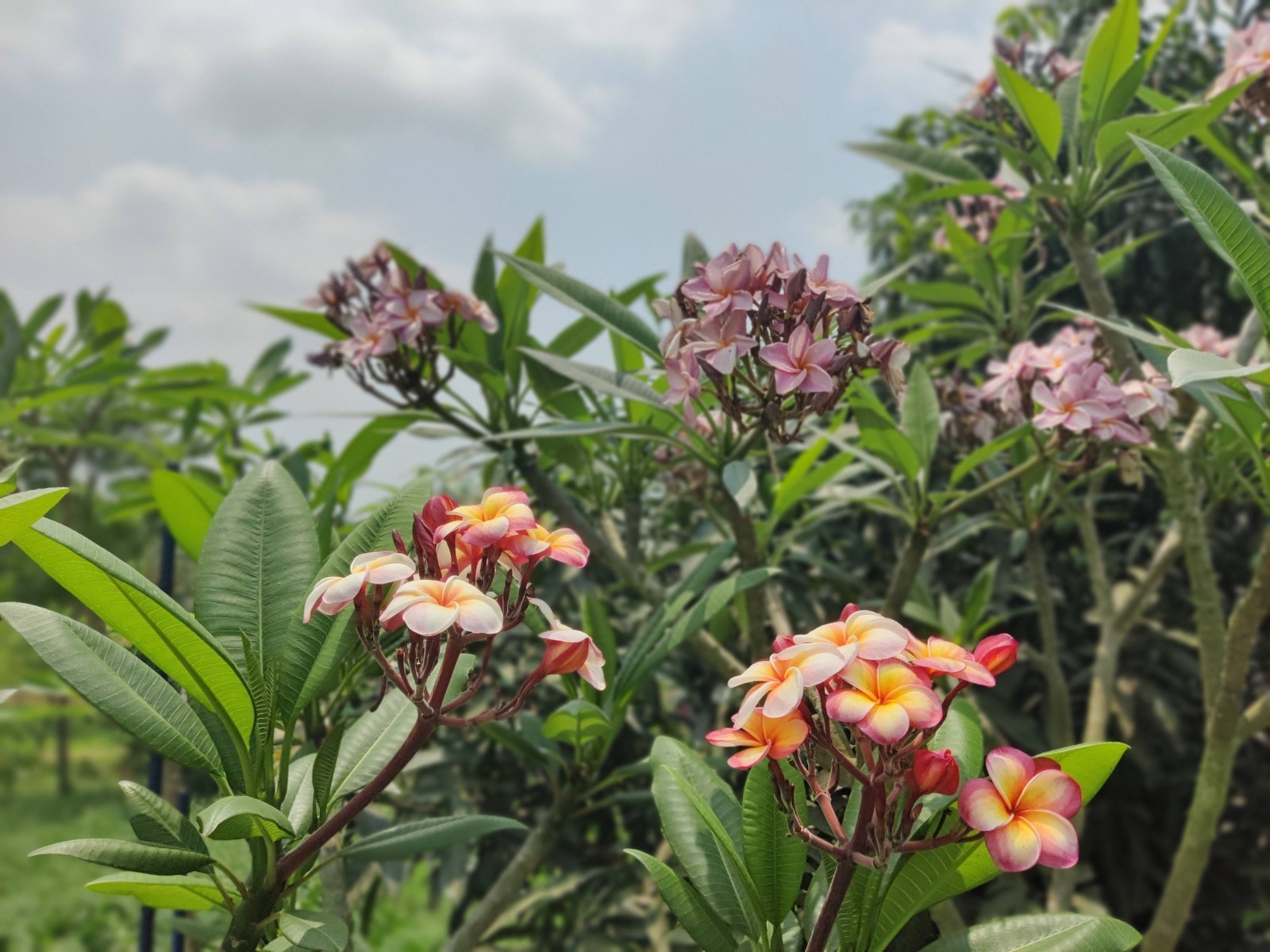 Marshmallow Dream (Nui) Plumeria (5 Seeds)