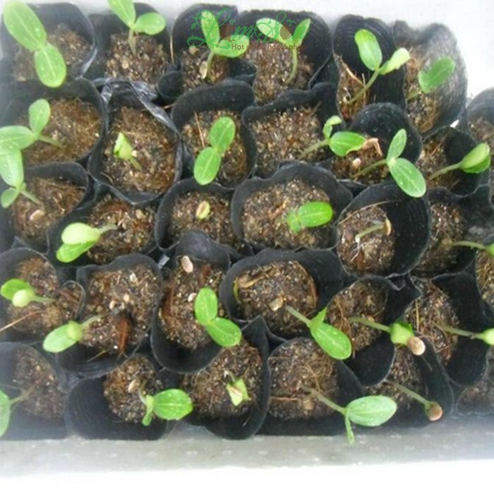 10 PCS – ASIAN EDIBLE LUFFA, SMOOTH SPONGE GOURD SEEDS, HẠT MƯỚP HƯƠNG