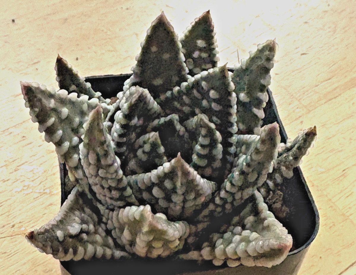 Haworthiopsis/Tulista pumila Hybrid “Tears of Angel” Haworthia succulent cactus