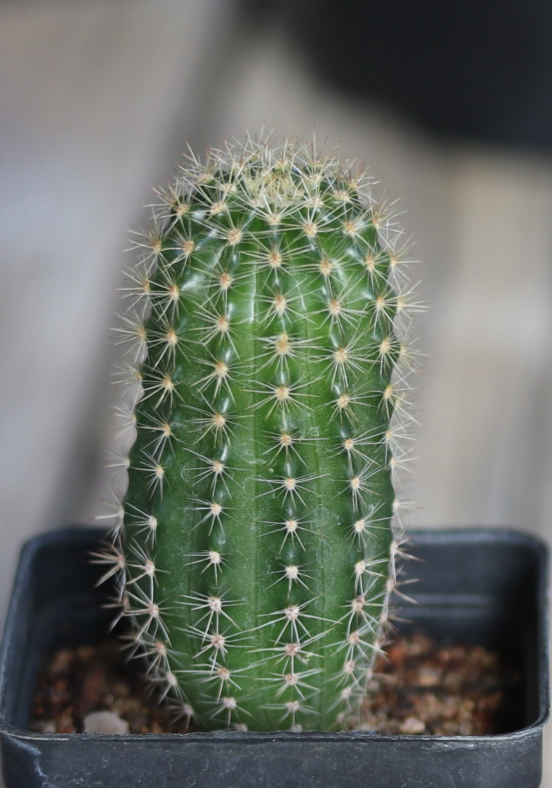 Echinopsis hybrid ‘Pink Truffle’