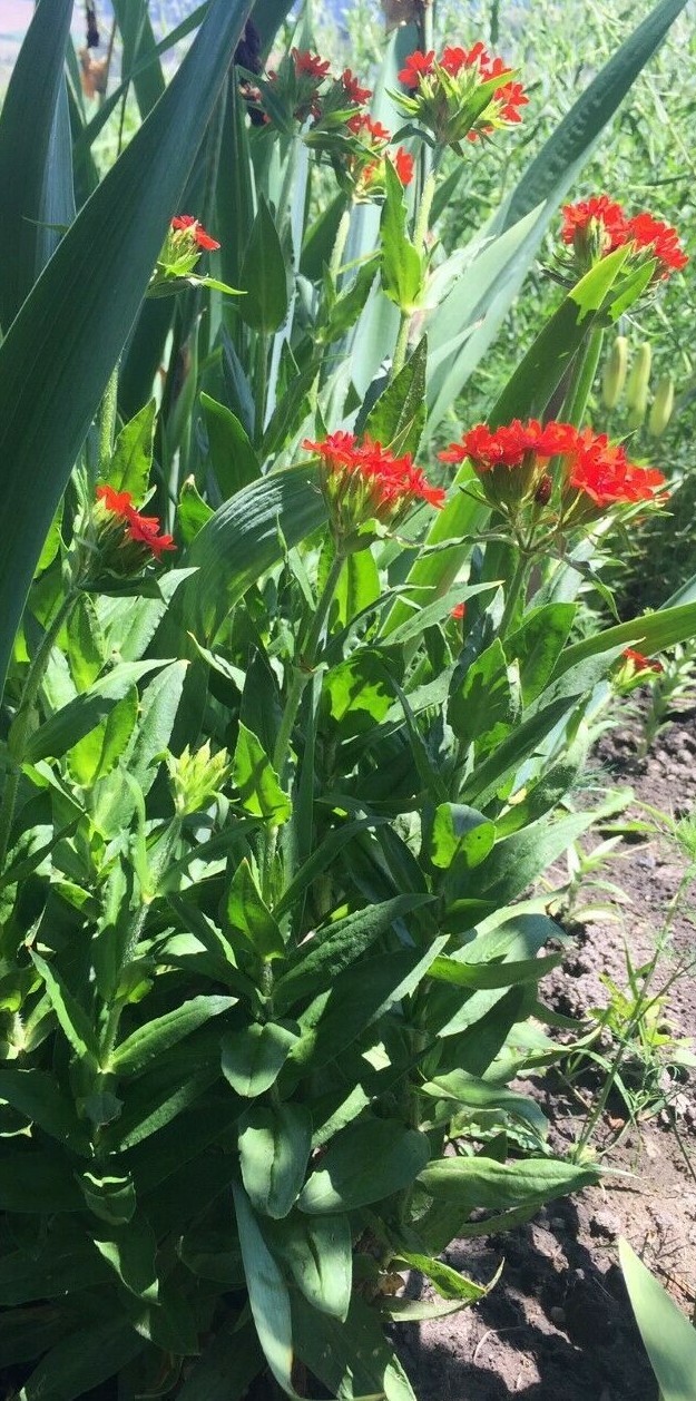 100+ Seeds Lychnis Chalcedonica Maltese Cross Scarlet Lightning Red Perennial