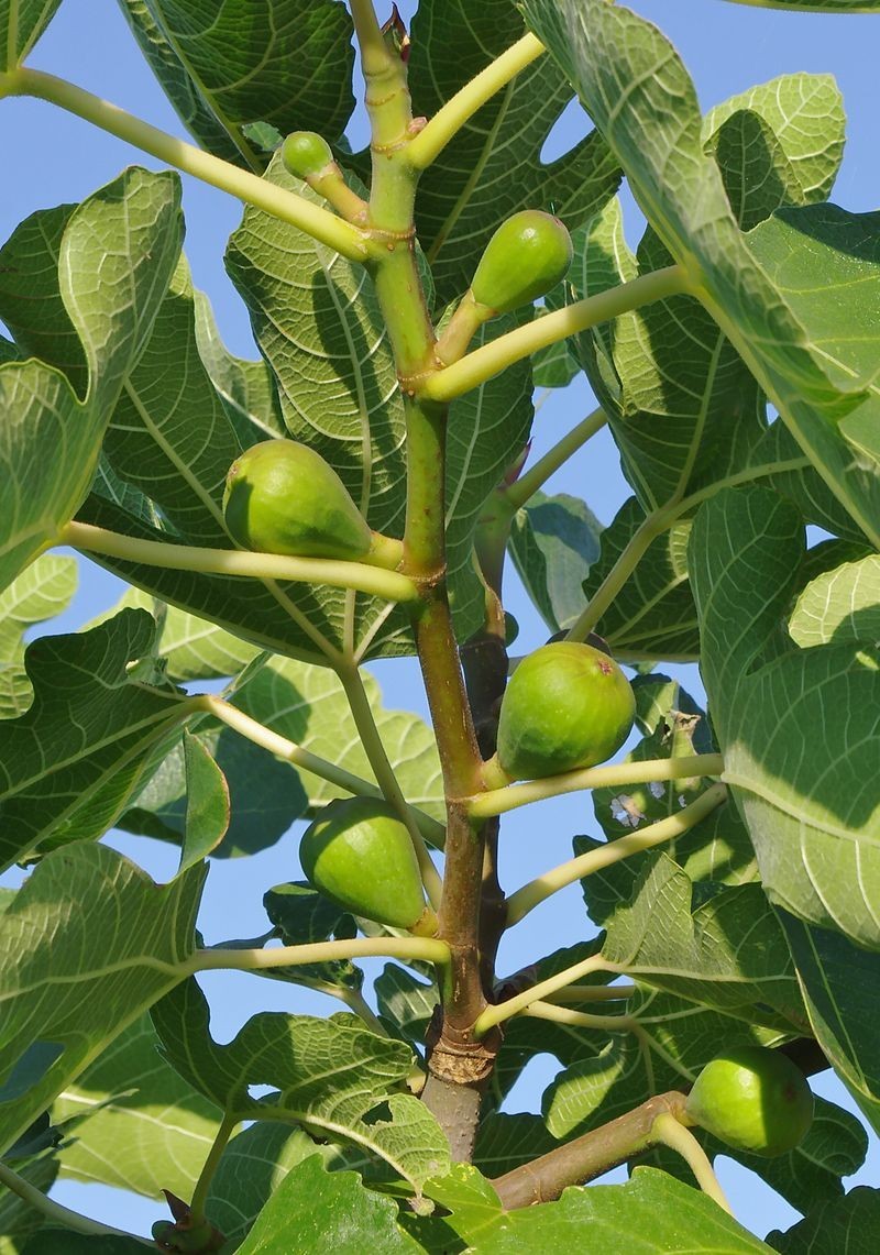 10 desert king fig cuttings. hardy, large fruit