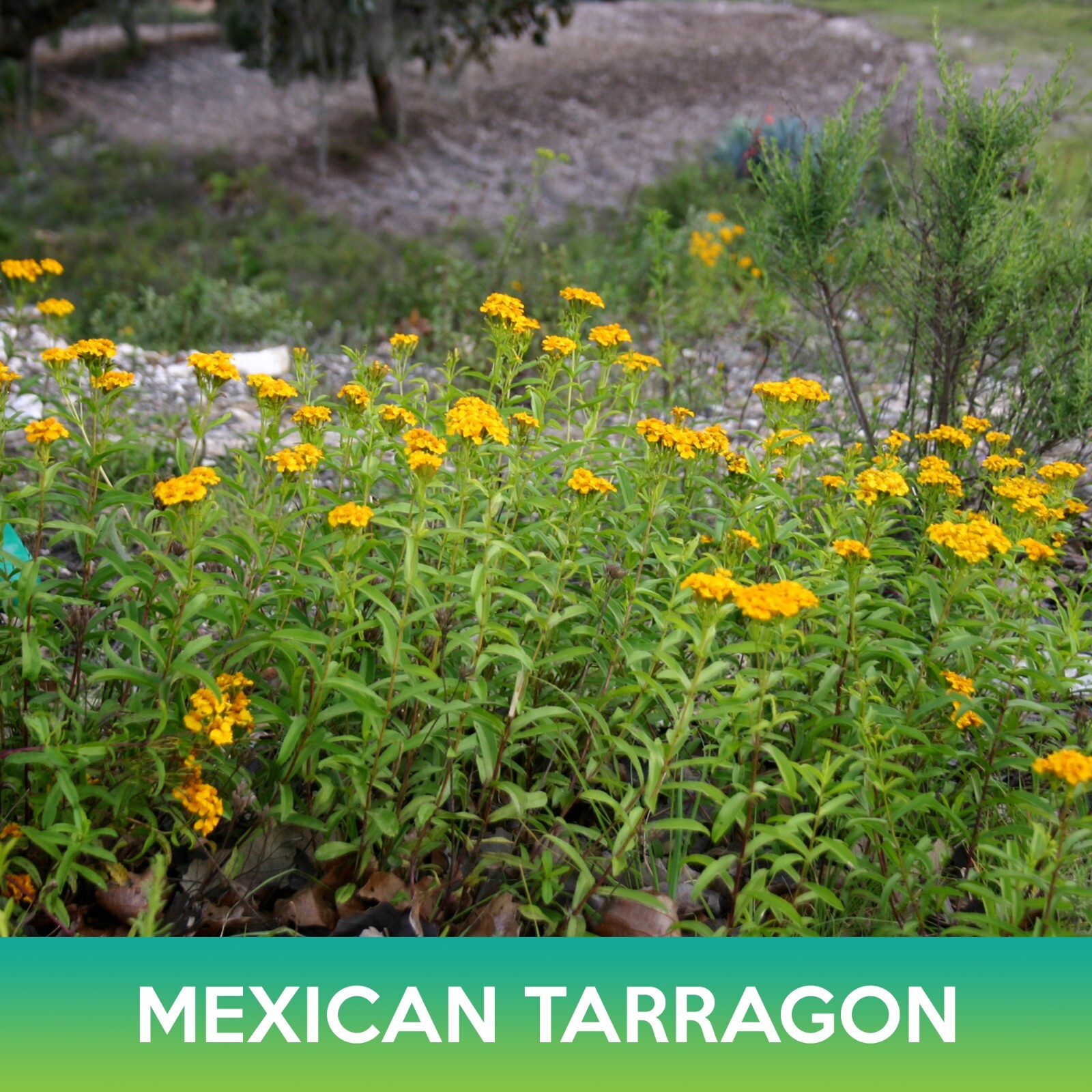 Mexican Tarragon Seeds, Tagetes lucida