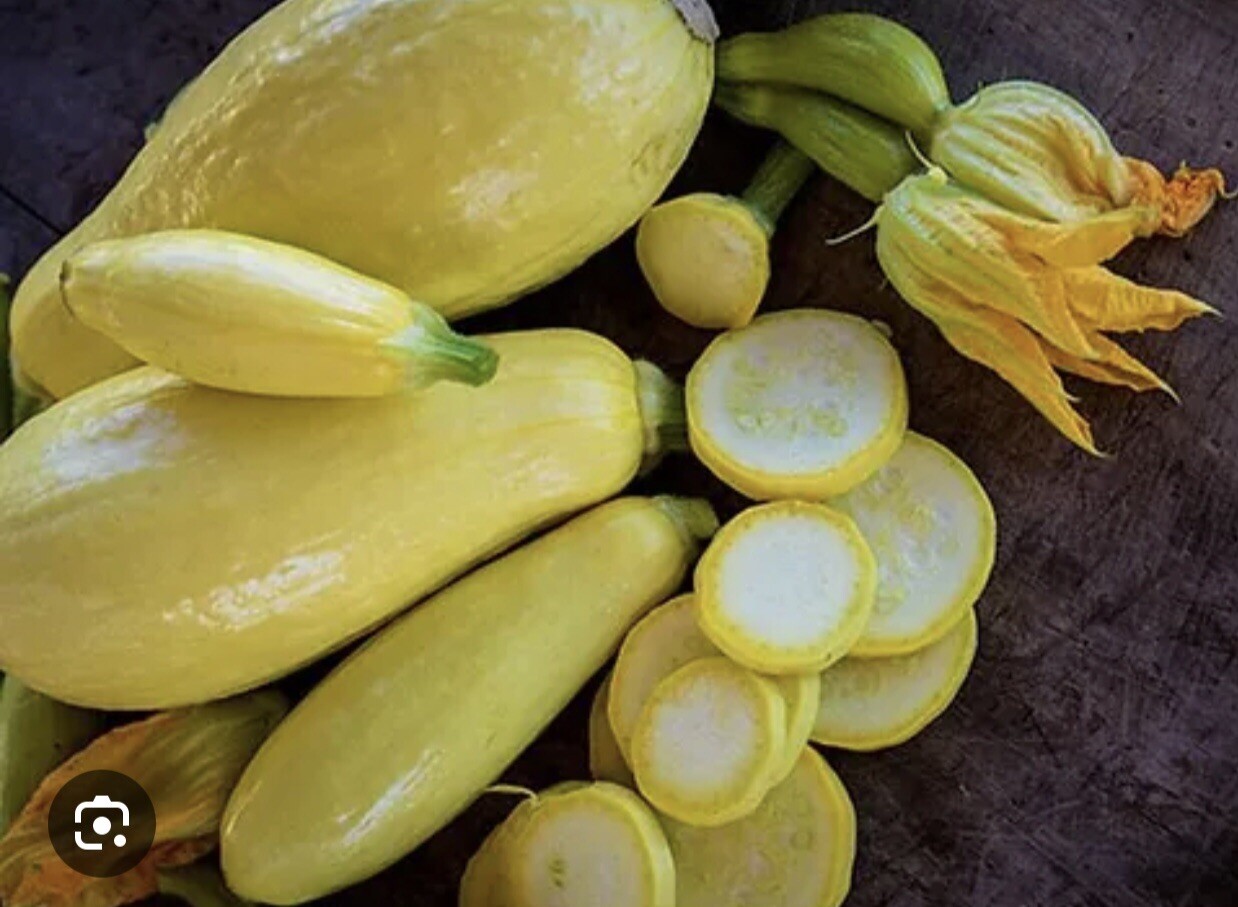35 Plus Straightneck Summer Squash Seeds-Early Prolific1 Non GMO-open Pollinated