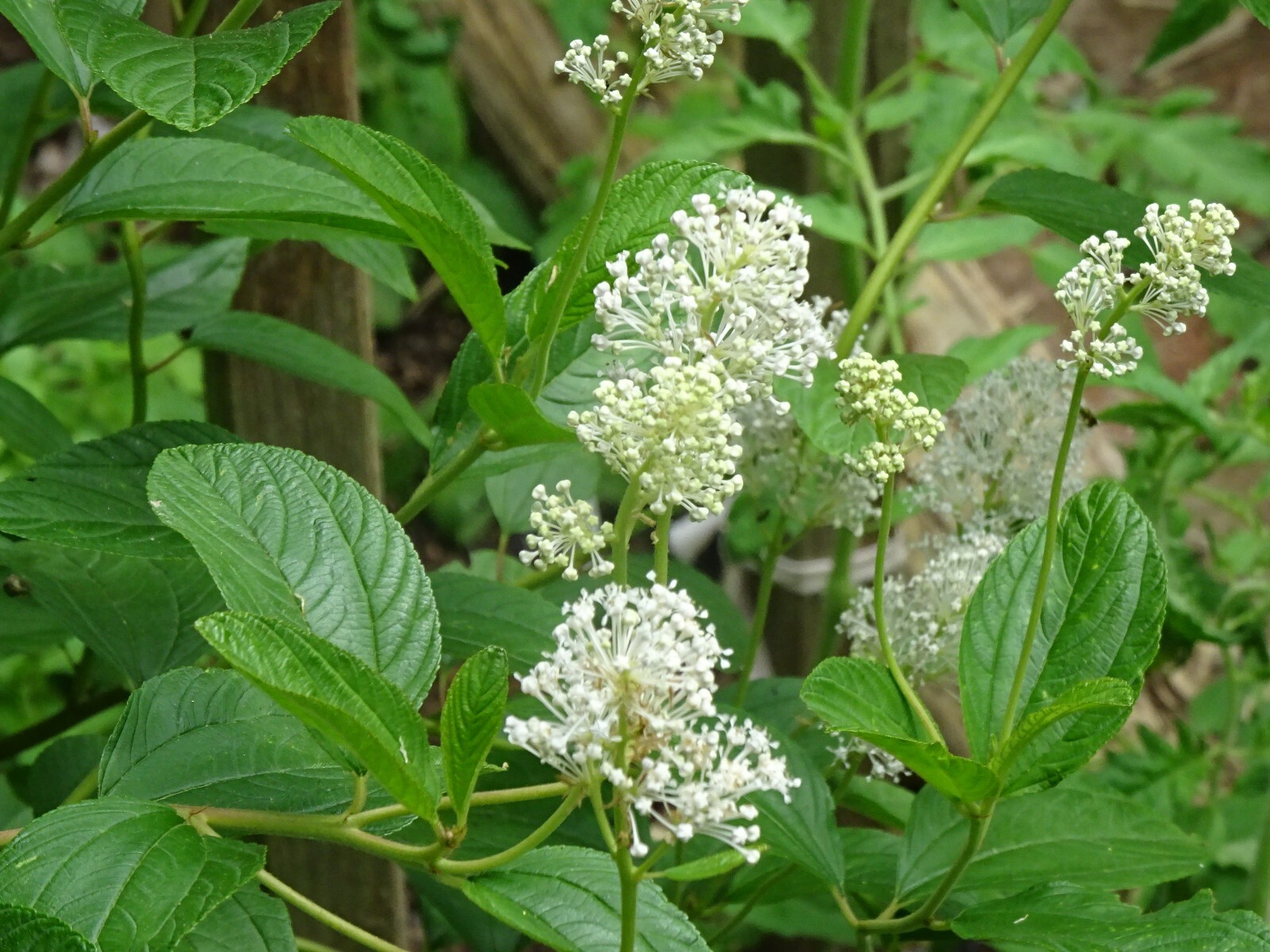 New Jersey Tea Ceanothus americanus Native perennial Bush 25 seeds