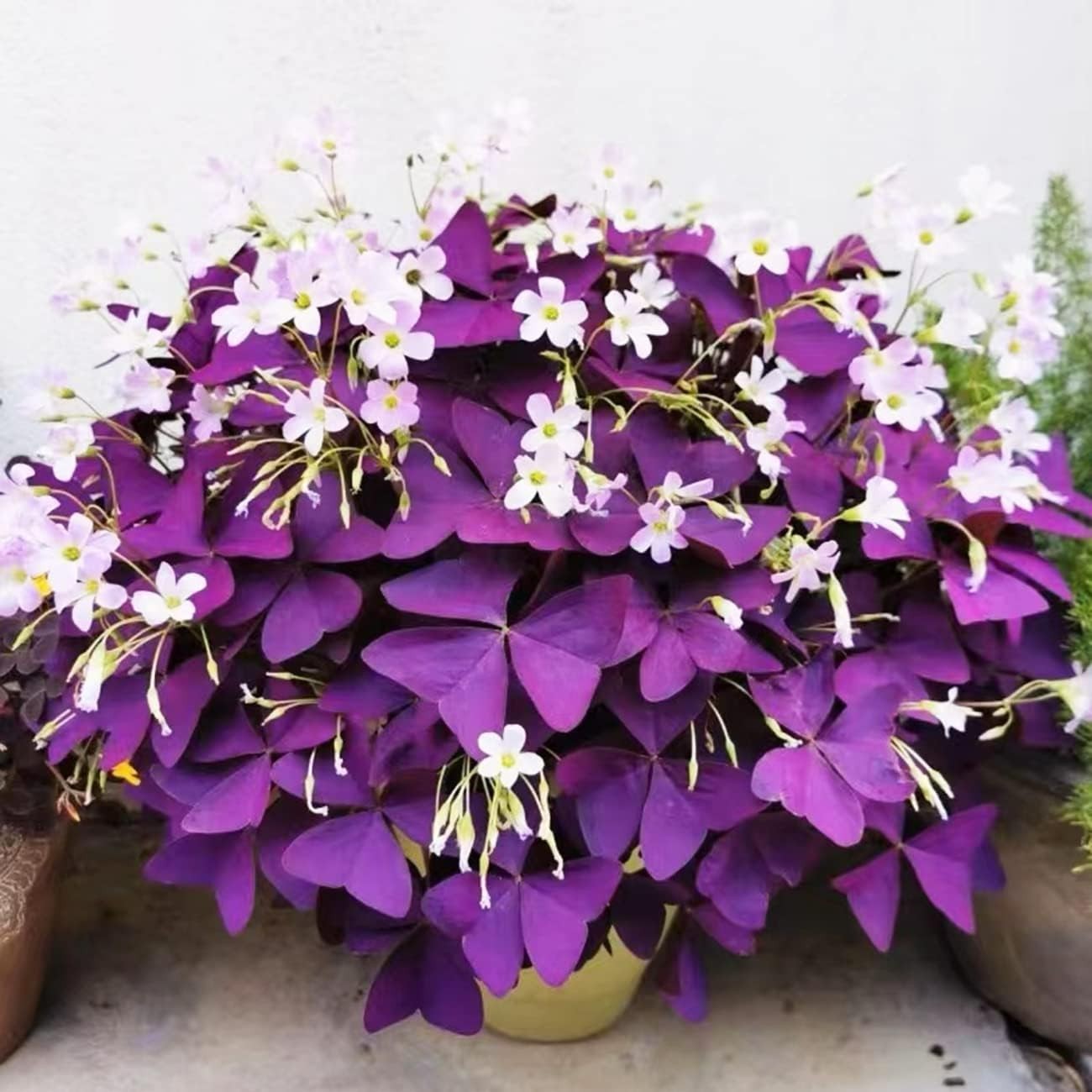 Transform Your Space with 12+ Purple Shamrock Bulbs – Easy & Beautiful Gardening