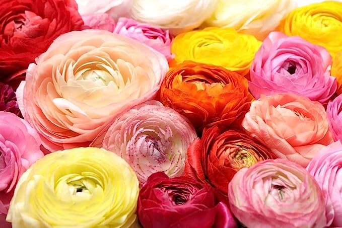 Ranunculus Mix Color Bulbs for Planting – Ships from Iowa, USA (20 Bulbs)