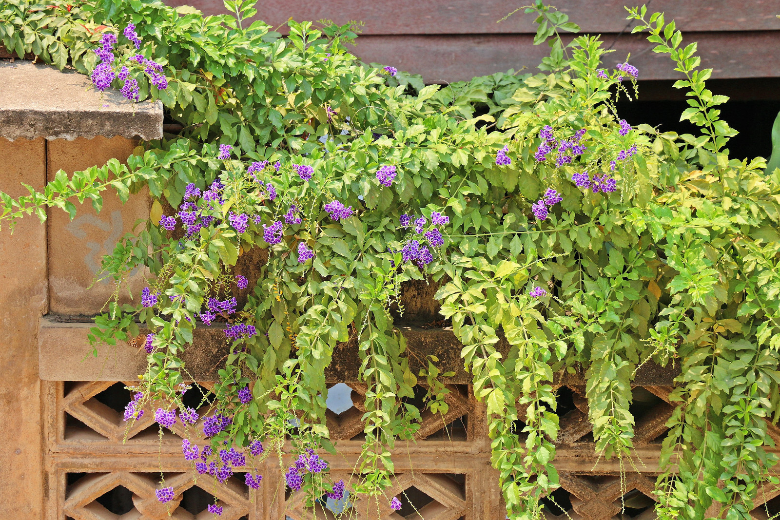 10 GOLDEN DEWDROP Duranta Erecta Repens Golden Foliage Blue Violet Purple White