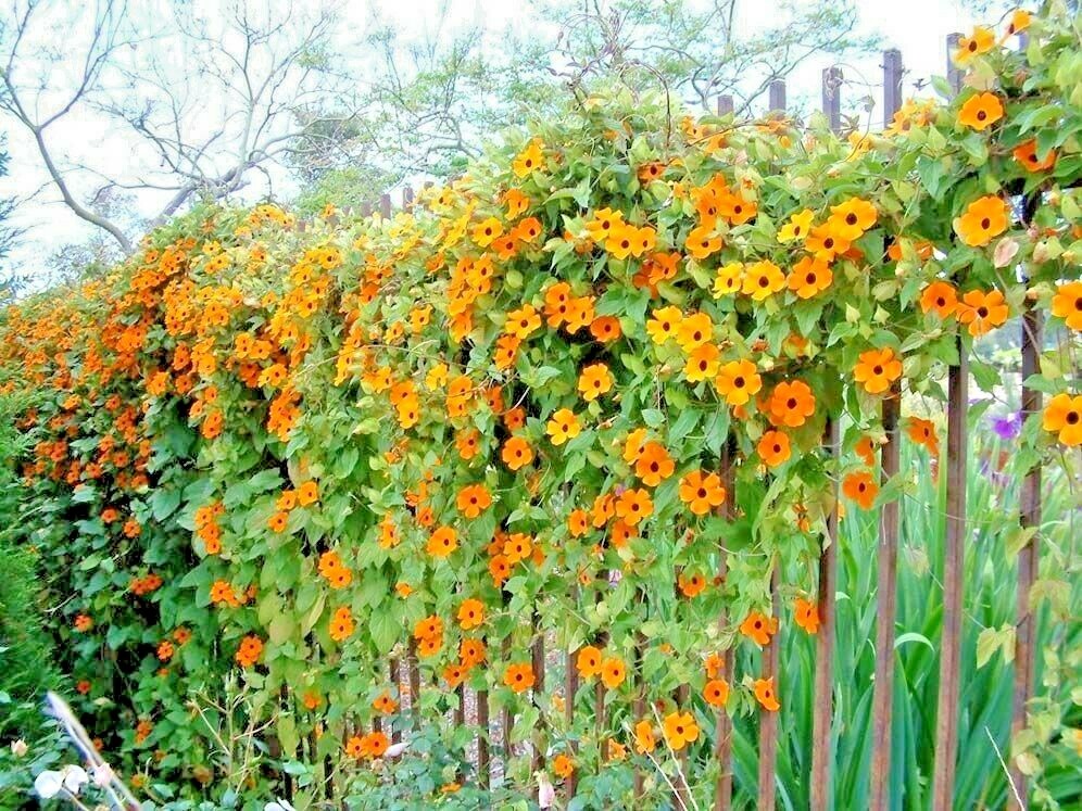 50+BLACK EYED SUSAN VINE Flower Seeds Flowering Vine Garden Patio Container Easy