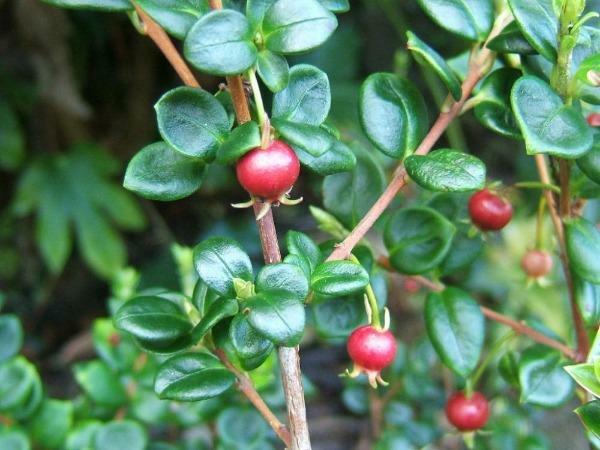 Ugni molinae | Chilean Guava | Strawberry Myrtle | 10 Seeds