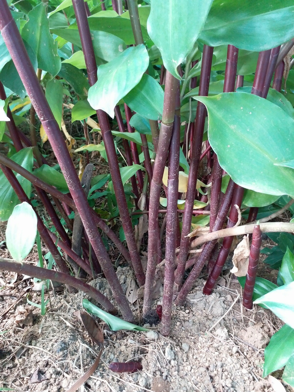 INSULIN PLANT /Fiery Costus / Spiral Flag (1 Rhizome) BLOOD SUGAR SUPPORT.
