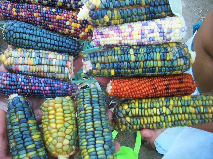 Oaxacan Green Dent Ornamental Corn Seeds | Blue Gold Glass Gem Popcorn Seed 2024