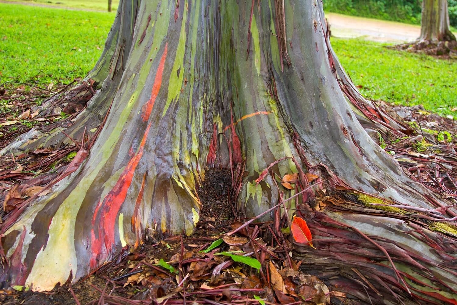 Rainbow Eucalyptus Tree Seeds Stunning Colored Bark – Eucalyptus deglupta