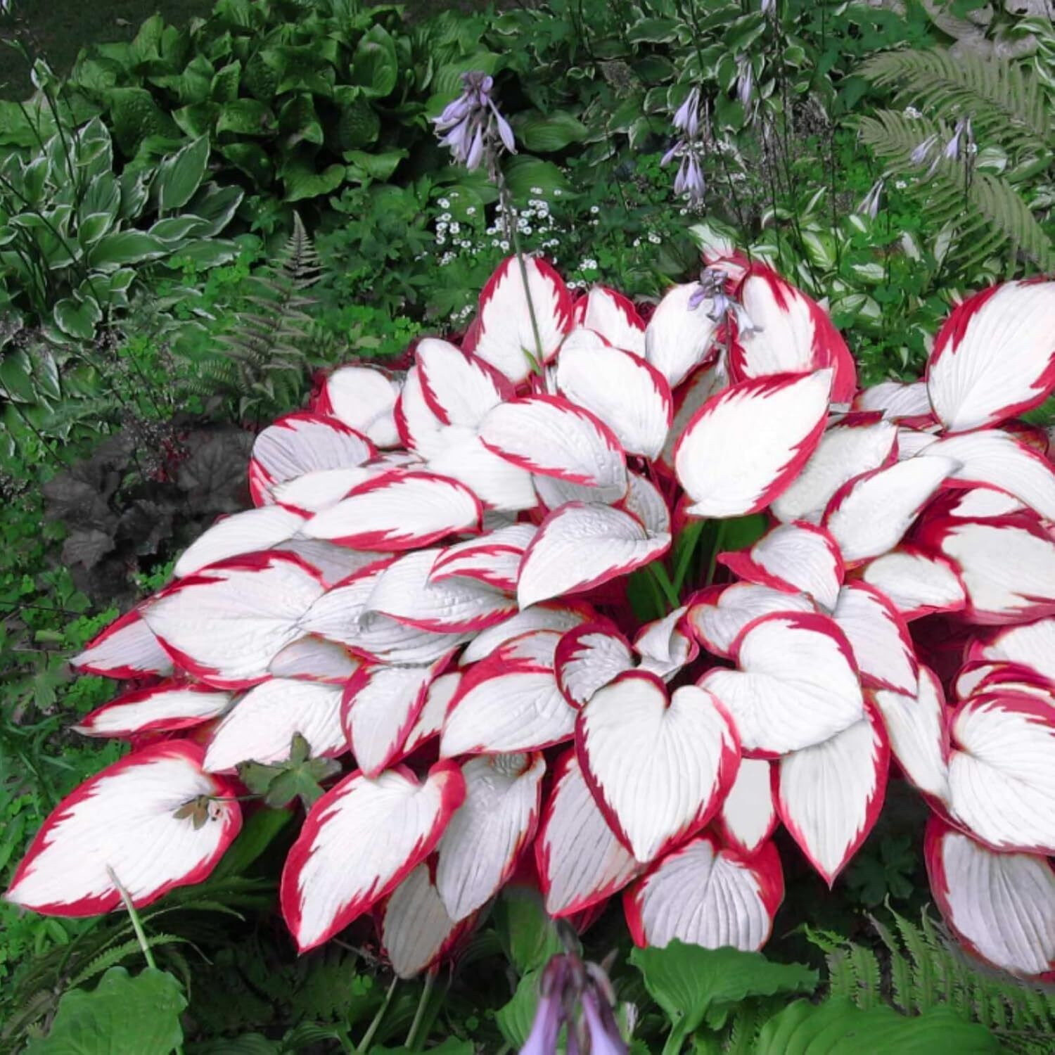 Mixed Hosta Seeds for Planting Purple Black Red Hosta Plant Seeds Perennial Home