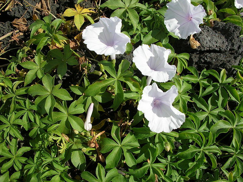 Ipomoea cairica Alba FIVE FINGERED MORNING GLORY Seeds!