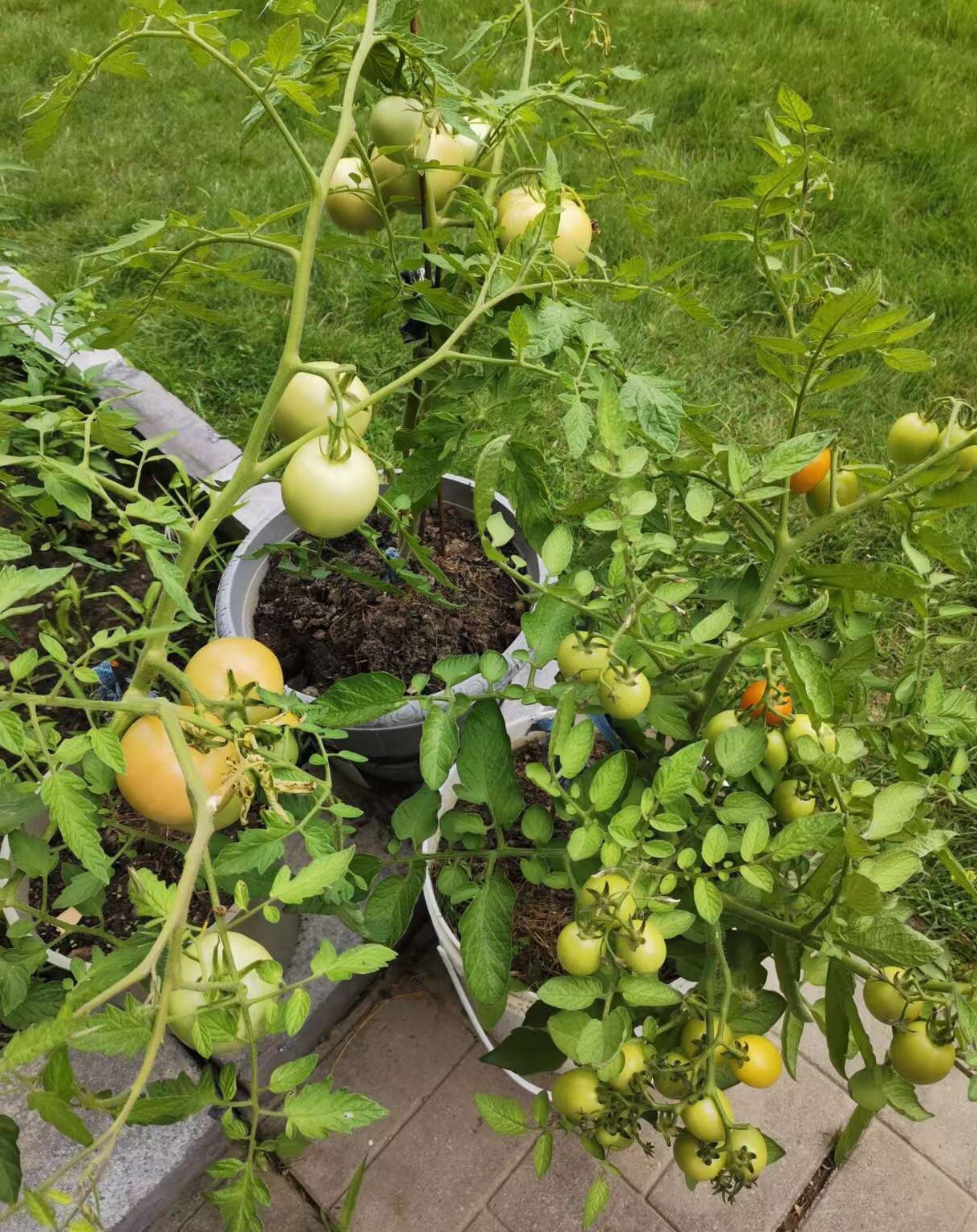 75Ct seeds set:Pink tomato,red& black cherry tomato75粒西红柿种子包：粉番茄，红&黑樱桃番茄各25粒2023