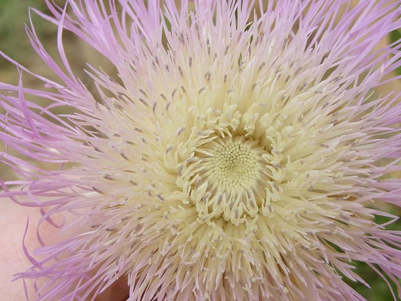 25 AMERICAN ROSE Centaurea Aloha Americana Starflower Basket Pink Flower Seeds