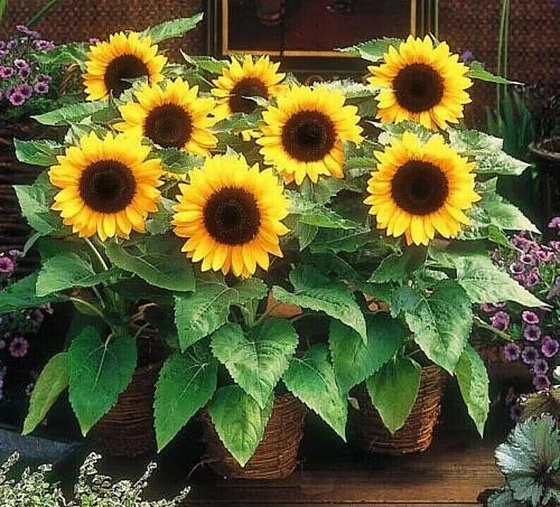 Dwarf Sunspot Short SunFlower 60+ Seeds~from “My Brooklyn Botanical Garden Club”