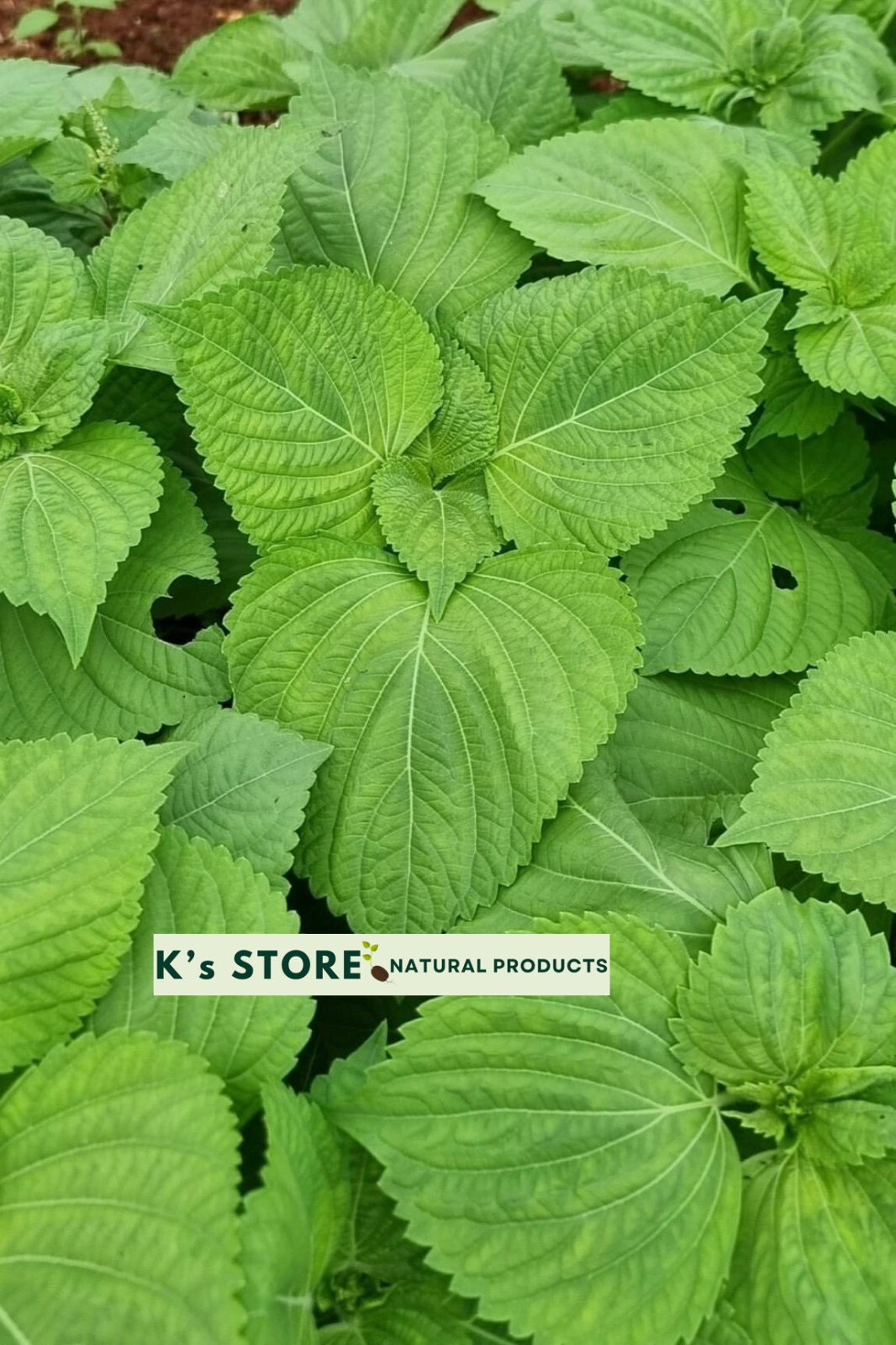KOREAN SHISO HERD SEEDS (PERILLA), RAU MÈ HÀN QUỐC, 들깨 깻잎, 朝鮮紫蘇 シソ K’s