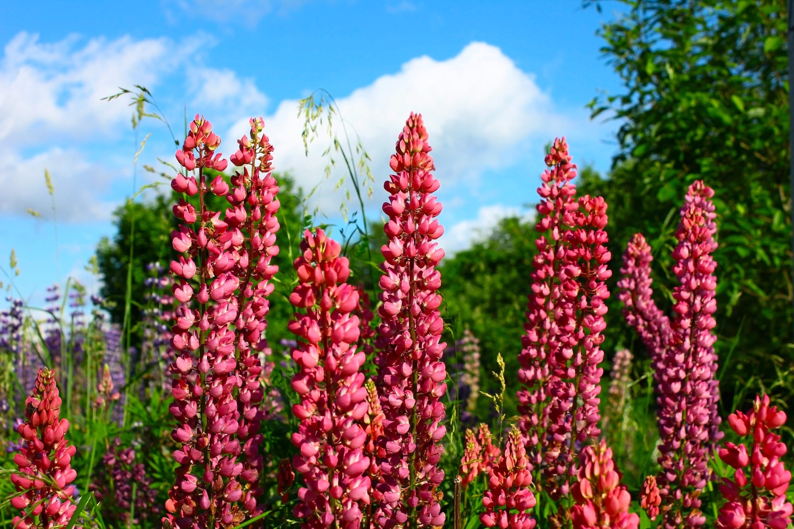 25 RED LUPINE ‘MY CASTLE’ Lupinus Polyphyllus Scarlet Russell Lupin Flower Seeds