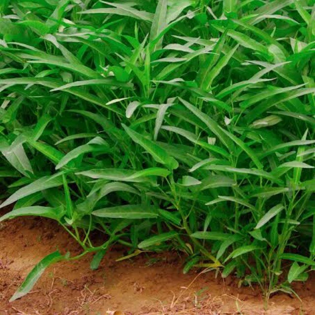 Chinese Water Spinach Convolvulus Thai Morning Glory Seeds Special Selection