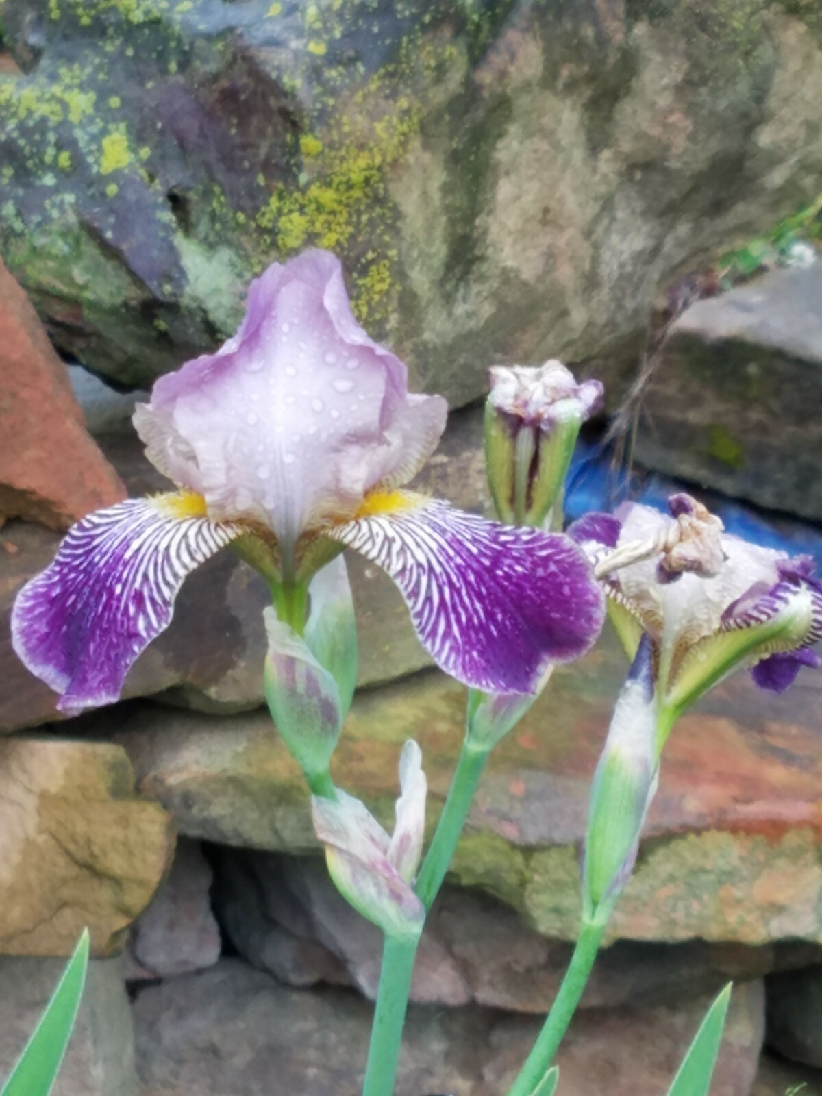 10 Mixed Iris Rhizomes – Random Colors – Easy Perennials – Free Shipping