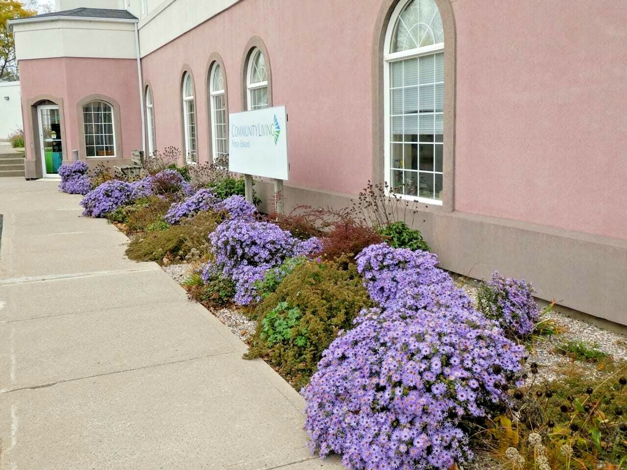 101+PRAIRIE ASTER Seeds Perennial Native Wildflower Summer Fall Garden Container