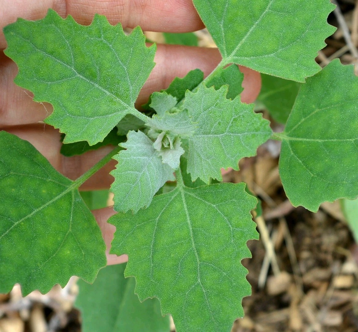 Lambs Quarter, wild spinich (Chenopodium album) Seeds