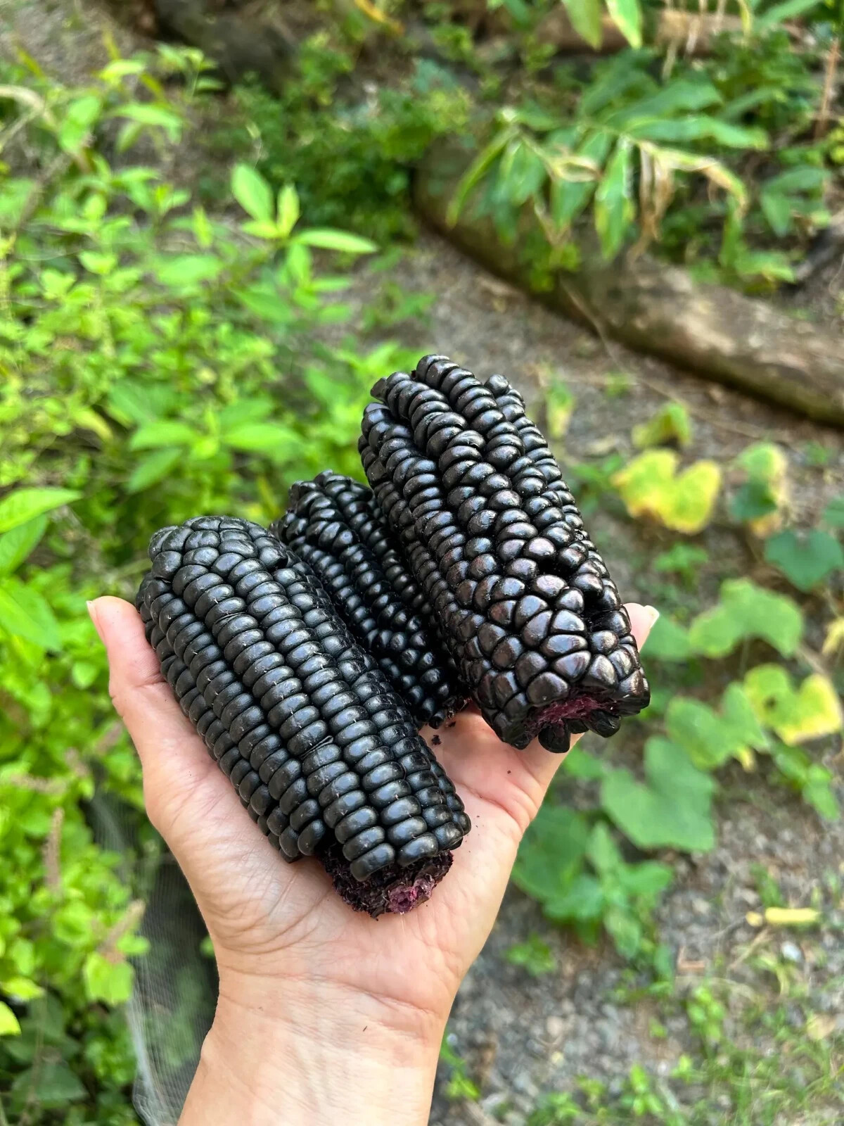 25 Peruvian Inca Purple Corn Seeds, Maiz Morado, grow & brew chicha morada!