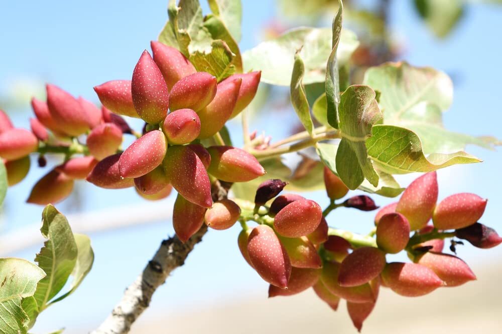 6 Pistachio Nut Tree Seeds for Planting – Pistacia Vera