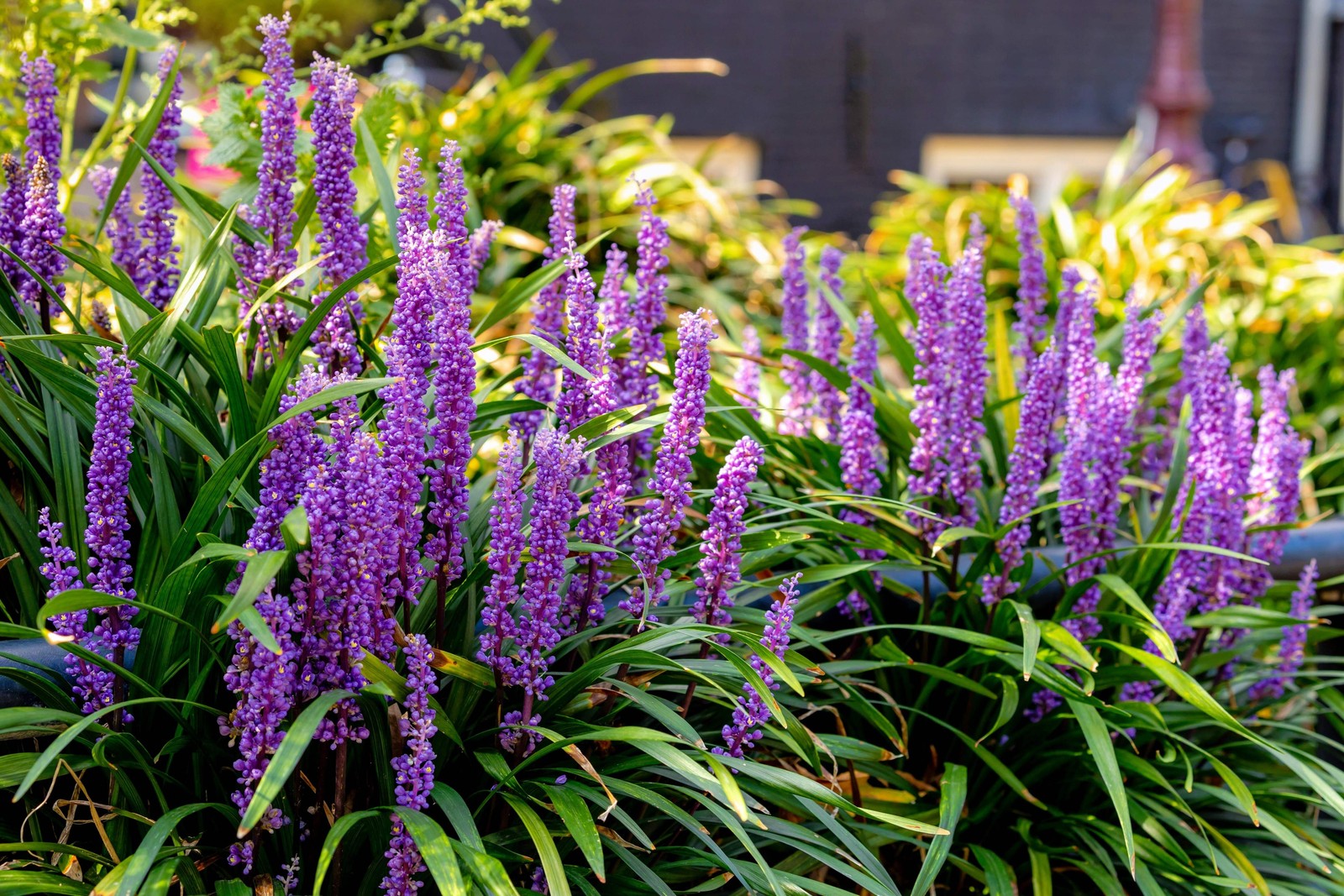 5 LILYTURF Liriope Muscari aka Big Blue Lily Turf / Monkey Grass Flower Seeds
