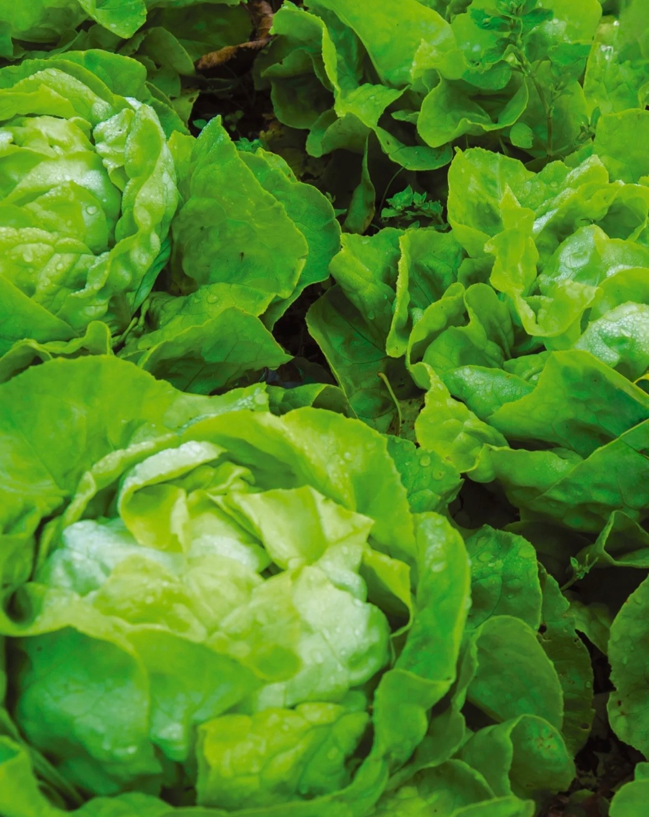 Fresh Organic Buttercrunch Lettuce Seeds, Heirloom Non-GMO, 2026 🇺🇸 USA Seller