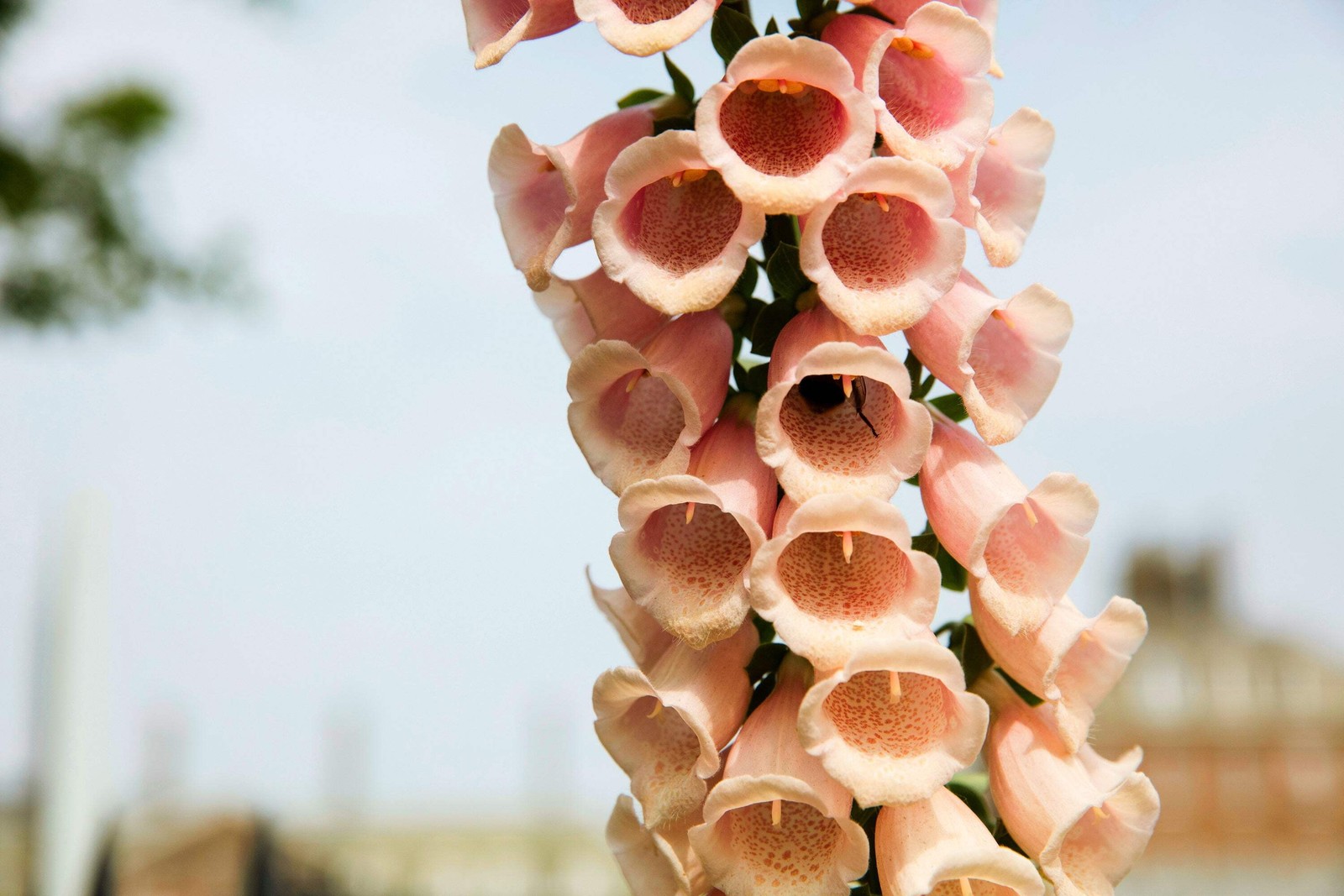 1000 Seeds MIXED FOXGLOVE Digitalis Purpurea Flower Seeds