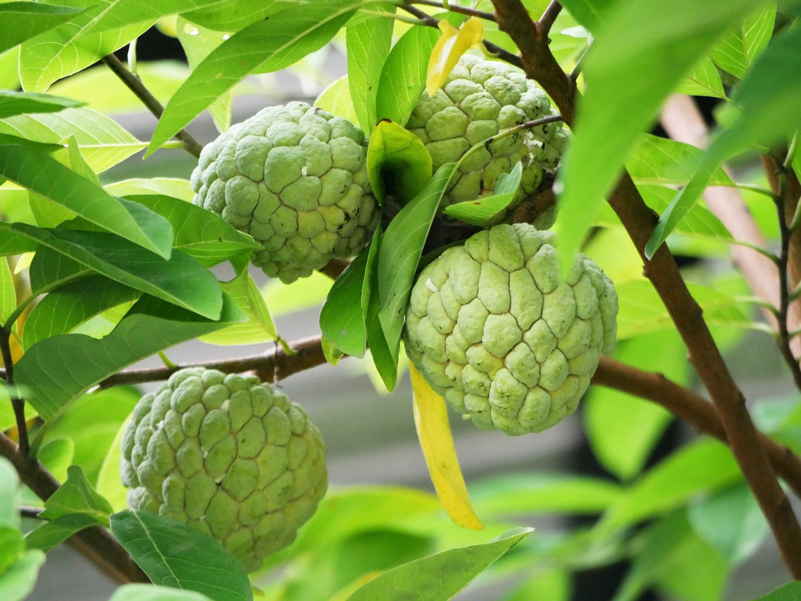 15 SUGAR APPLE Sweetsop Custard Apple Annona Squamosa Sweet Delicious Edible Fru