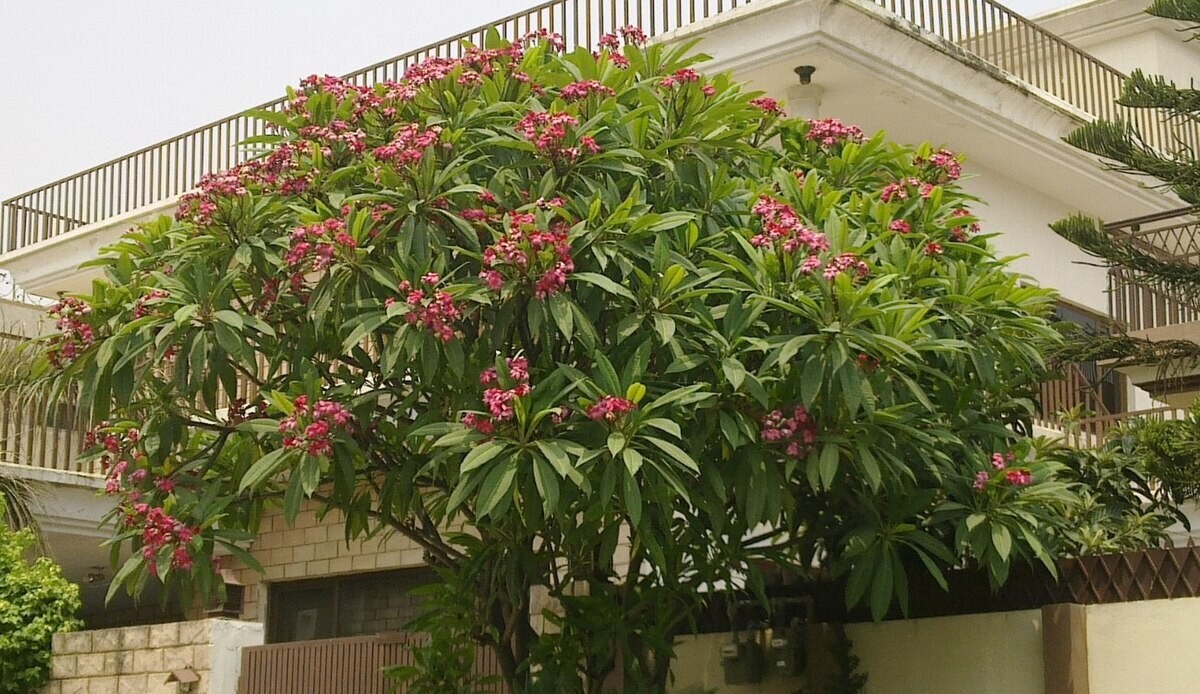 Mexican Red Plumeria Temple Tree Seeds (P. rubra) Tropical Frangipani Flower