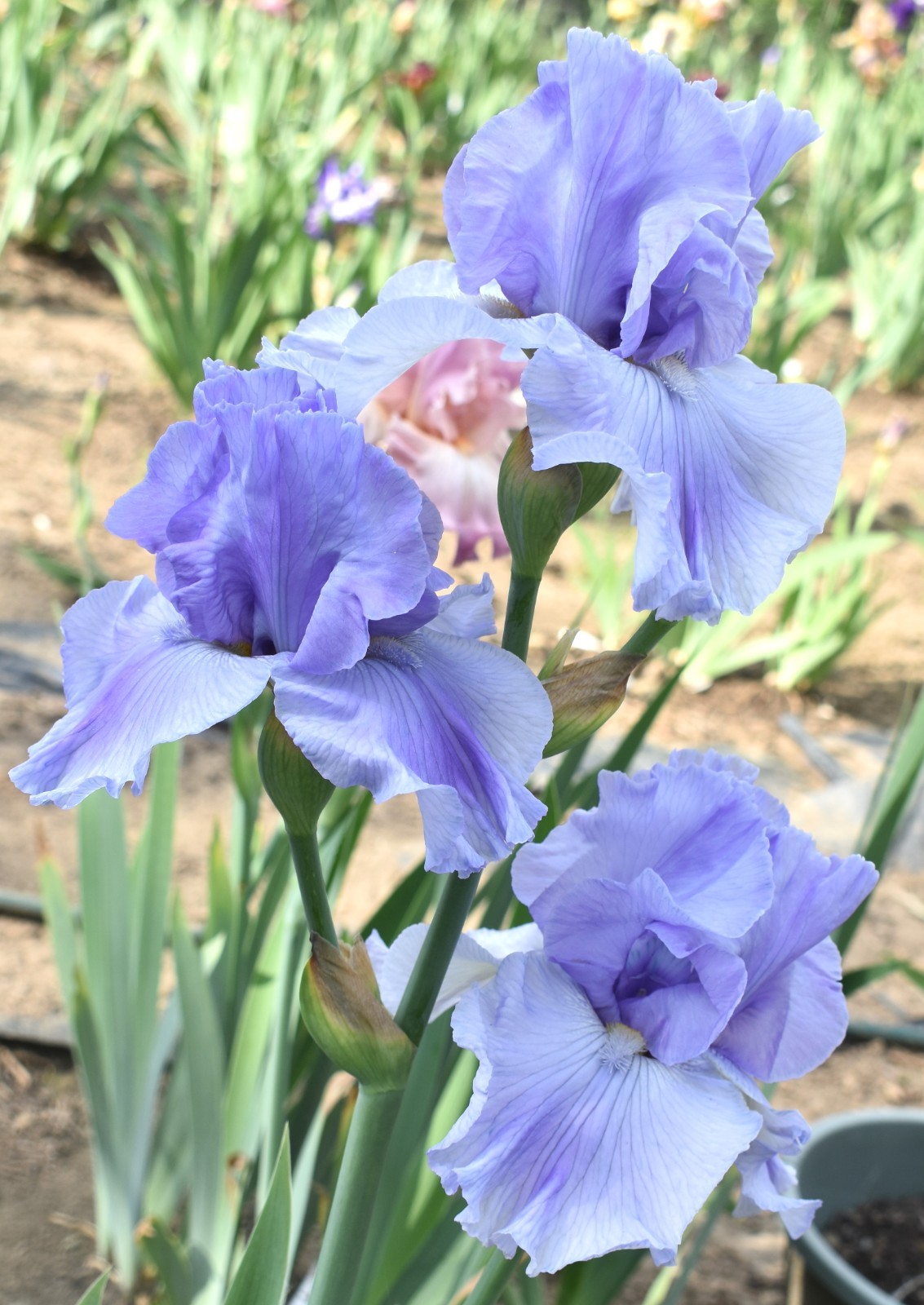 ‘Misty Twilight’ ﻿ Tall Bearded Iris Rhizome PRE-SALE to Ship Aug/Sept