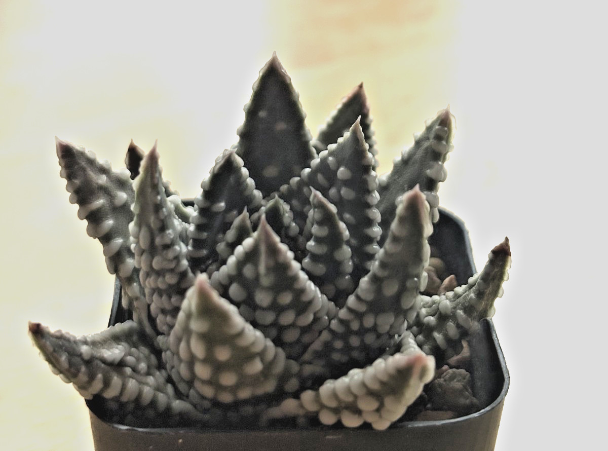 Haworthiopsis/Tulista pumila Hybrid “Tears of Angel” Haworthia succulent cactus