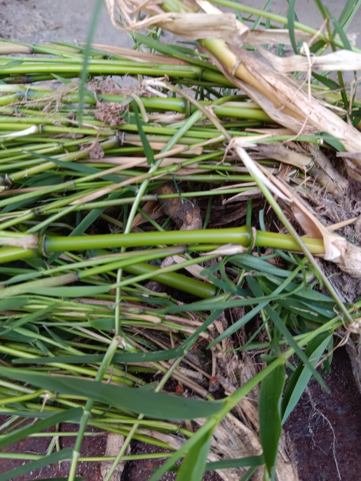 Bamboo Plants Live Starter Plant 10 Rizomes Organic Aurea Bamboo