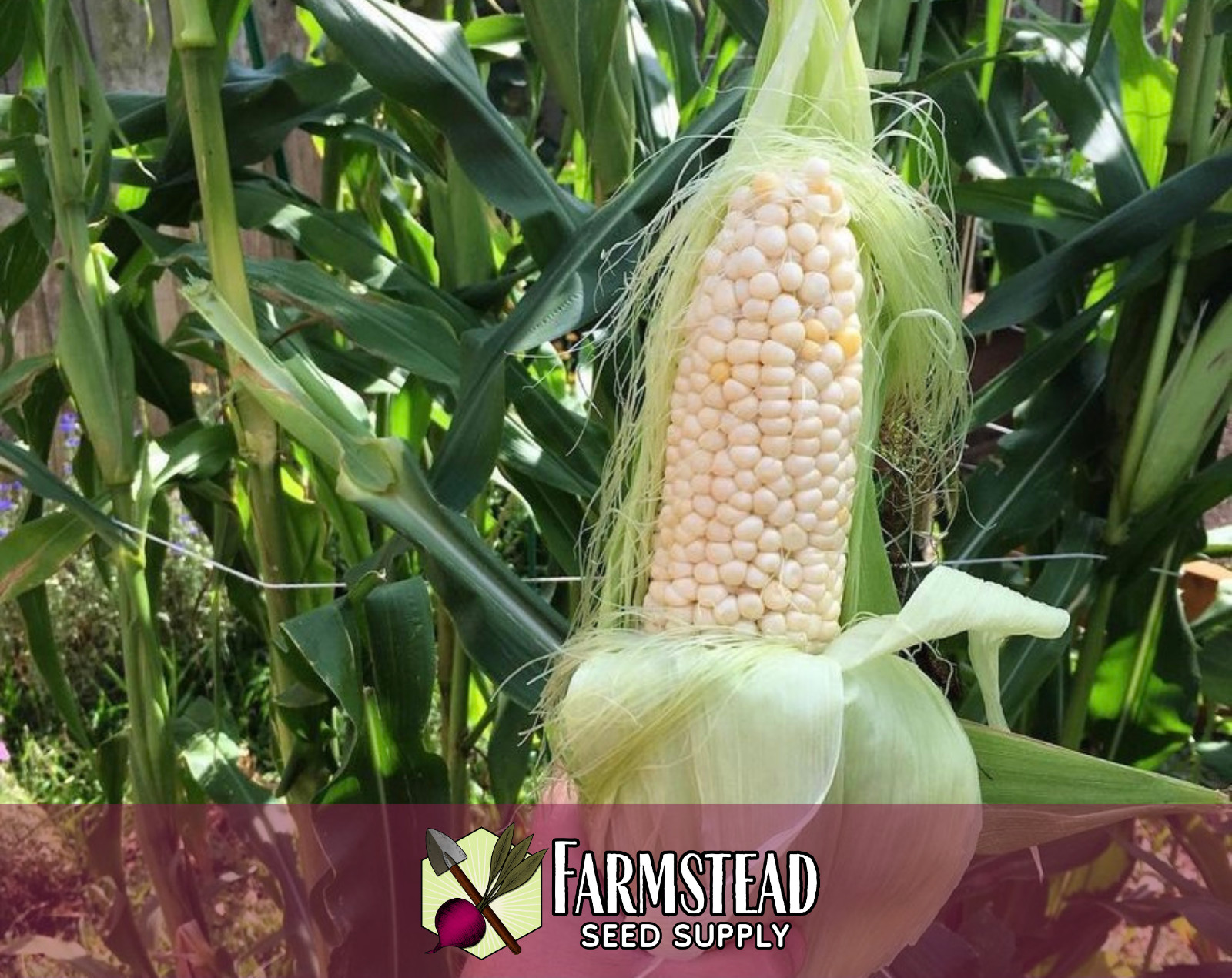 130+ Sweet Corn Seeds [Country Gentleman] Vegetable Gardening, Heirloom, Non-GMO